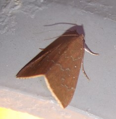 Anomis illita