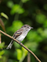 Myiophobus crypterythrus