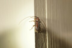 Valenus inornatus