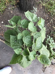 Physalis philadelphica