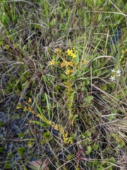 Hypericum cistifolium