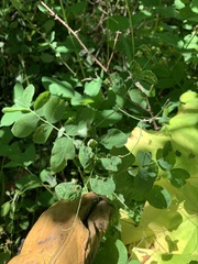 Lathyrus ochroleucus