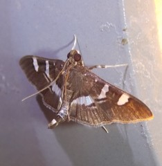 Desmia ufeus