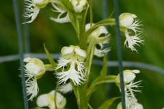 Platanthera leucophaea
