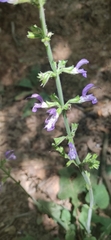 Salvia forskaehlei