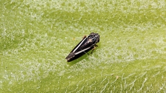Graphocephala uhleri