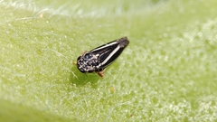 Graphocephala uhleri