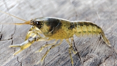 Cambarellus montezumae