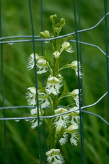 Platanthera leucophaea