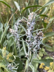 Omalotheca norvegica