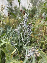 Omalotheca norvegica