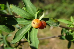 Lonicera pyrenaica