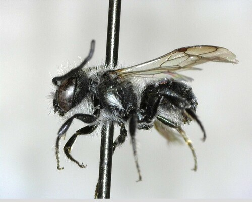 iNaturalist observation photo of Mason Bees