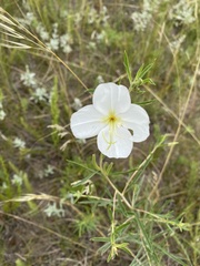Oenothera nuttallii