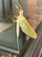 Hexagenia