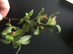 Salix glauca glauca