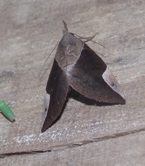 Hypena mactatalis