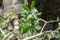 Lonicera pyrenaica