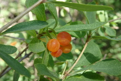 Lonicera pyrenaica
