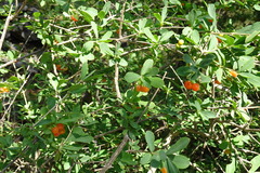 Lonicera pyrenaica