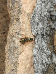 Polistes dominula
