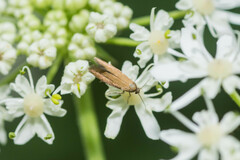 Epermenia devotella