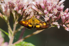 Pyrausta falcatalis