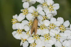 Epermenia devotella