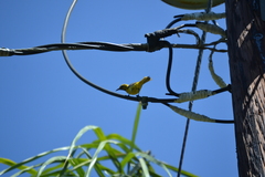 Icterus cucullatus