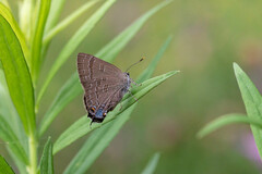 Satyrium calanus