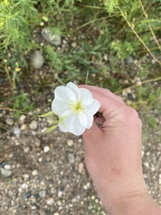 Oenothera nuttallii