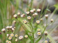 Erigeron acris kamtschaticus