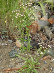 Erigeron acris kamtschaticus