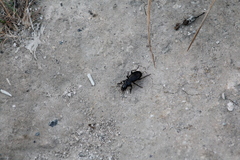 Pterostichus madidus