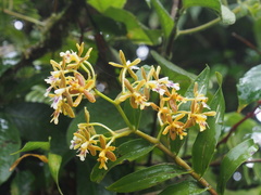 Epidendrum exasperatum