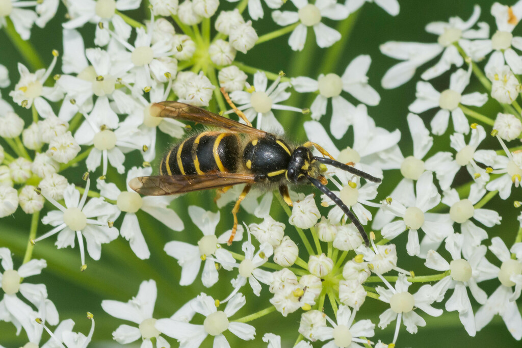 Norwegian Wasp from Provincia di Vicenza, Italia on July 23, 2022 at 05 ...