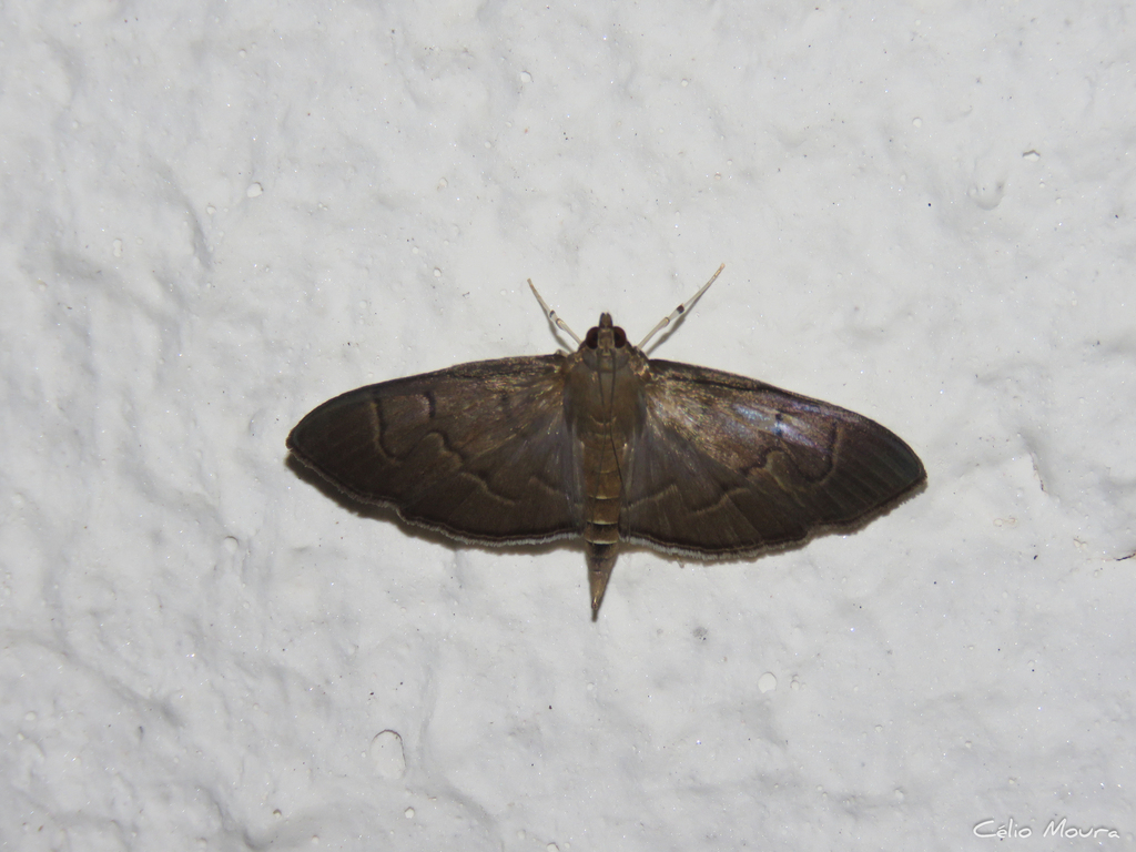 Herpetogramma infuscalis
