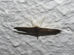 Pilocrocis