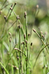 Eleocharis ovata