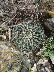 Ferocactus macrodiscus