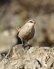 Scelorchilus albicollis