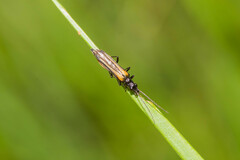 Oedemera pthysica