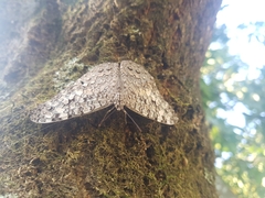 Hamadryas februa