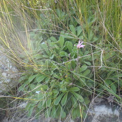 Mairia purpurata