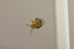 Walterianella durangoensis