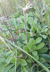 Mairia purpurata