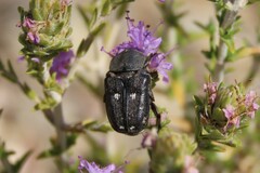 Heterocnemis graeca