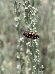 Acmaeodera purshiae