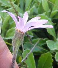 Mairia purpurata