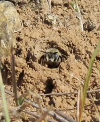 Melissodes microstictus